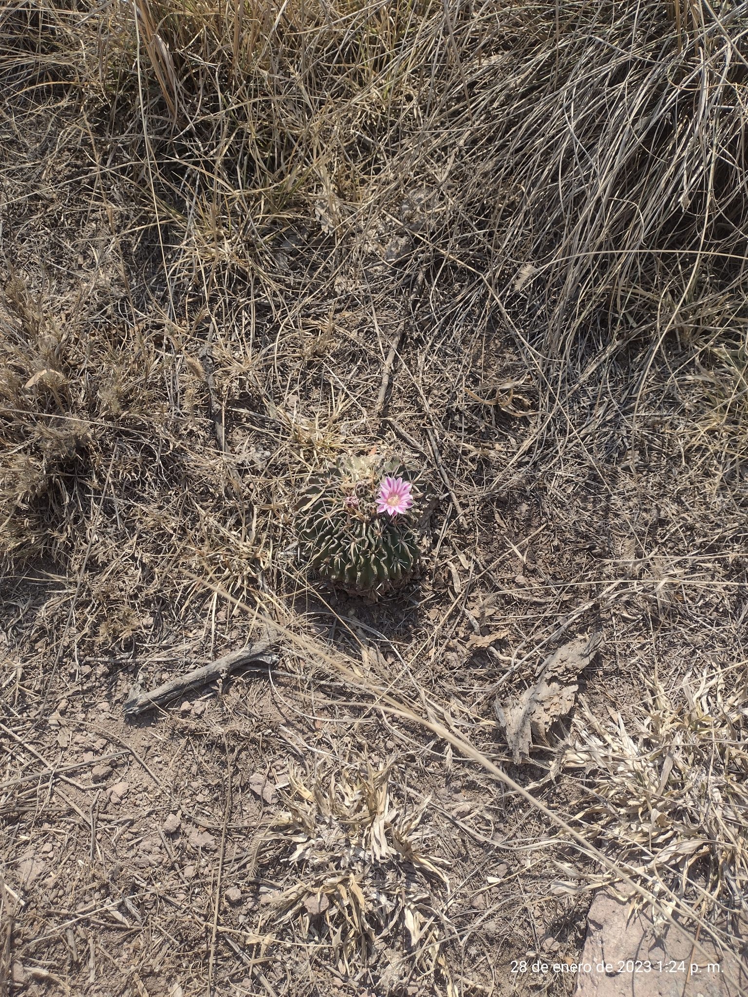 Stenocactus crispatus
